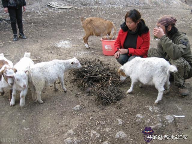 最好的羊品種養羊與屬相有關系嗎
