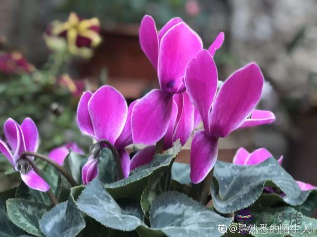紅色適合的屬相
