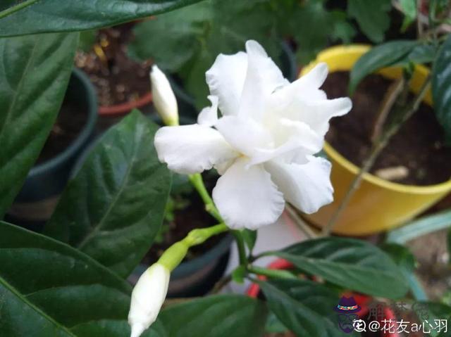 紅色適合的屬相