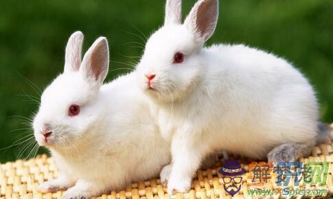 1、屬兔女和屬豬男婚配怎麼樣:屬相婚配：男屬兔和女屬豬相配嗎