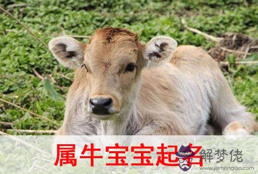 1、適合牛寶寶的男孩名字小名:屬牛的男孩叫什麼名字好聽