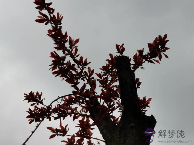 獅子男一眼就喜歡的女人，獅子座男最著迷的女人