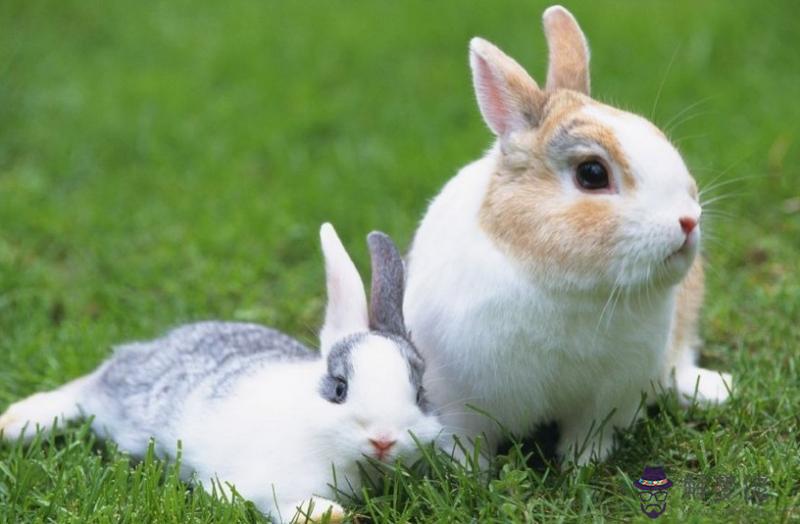 1、屬兔婚配屬相是什麼:屬兔的男人和什麼屬相最配