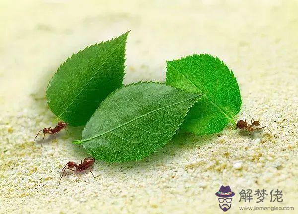 寫出與動物相關的八字詞語