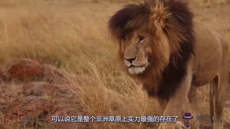 3、折磨獅子男**的就是不搭理:怎麼對付獅子座的冷漠？