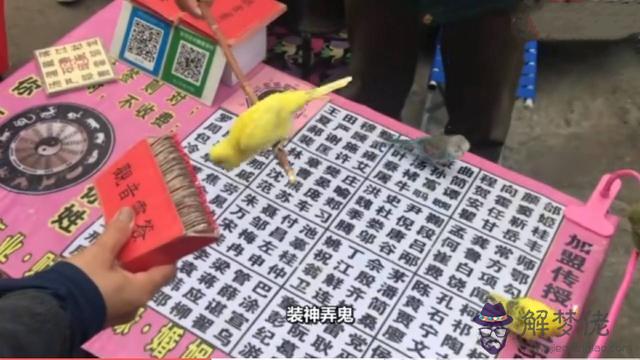 小鳥用算命什麼意思 小鳥用算命什麼意思