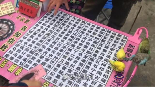 小鳥用算命什麼意思 小鳥用算命什麼意思