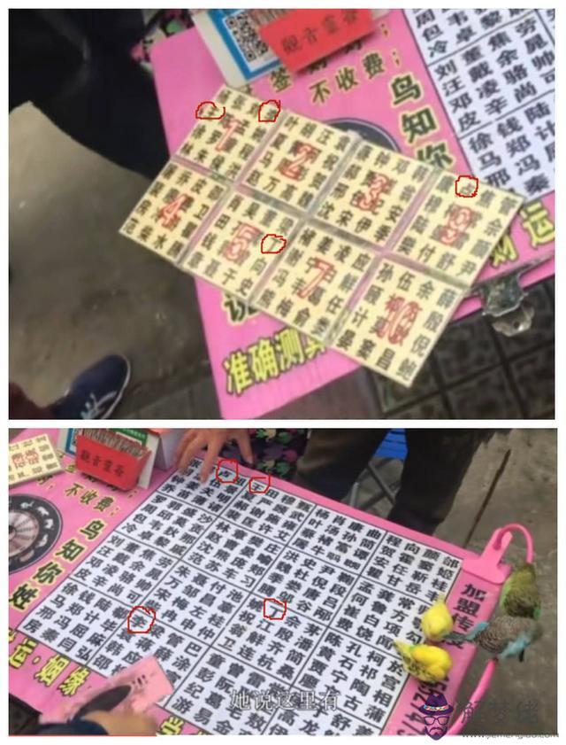 小鳥用算命什麼意思 小鳥用算命什麼意思