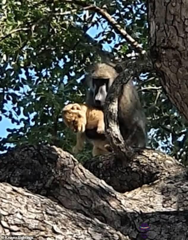 小獅子被大獅子玩死，母獅離開幼崽慘死視頻