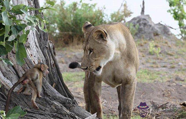 小獅子被大獅子玩死，母獅離開幼崽慘死視頻