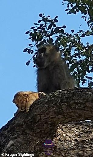 小獅子被大獅子玩死，母獅離開幼崽慘死視頻