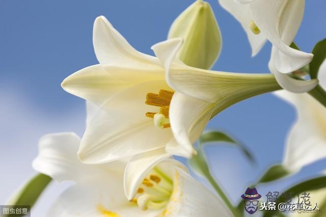 象征白羊座的花，白羊座適合養什麼植物