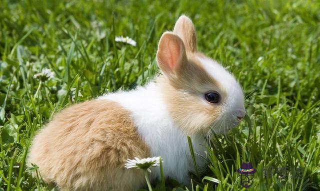 女屬兔和什麼屬相相沖，兔屬相和什麼屬相合