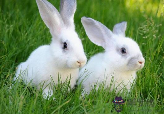 屬兔的人和什麼屬相不能配，屬兔的人和什麼屬相合適