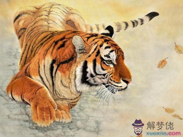 2022年屬虎的貴人屬相，生肖虎明年的運勢