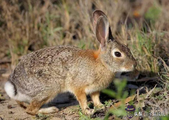 老鷹和什麼動物是一個屬相