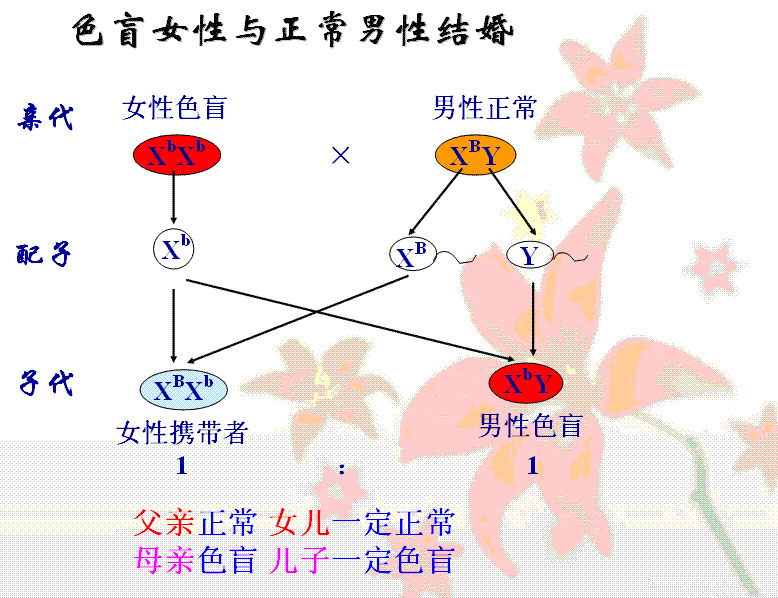 3、六種婚式的遺傳圖解怎麼畫:初二下冊生物孟德爾的豌豆雜交實驗基因遺傳圖解怎麼畫