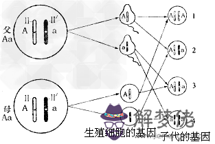 2、六種婚式的遺傳圖解怎麼畫:考慮一對等位基因的遺傳通常有六種方式? 為什麼