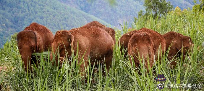 1、西雙版納牛馬婚配**:屬牛和屬馬的相配嗎