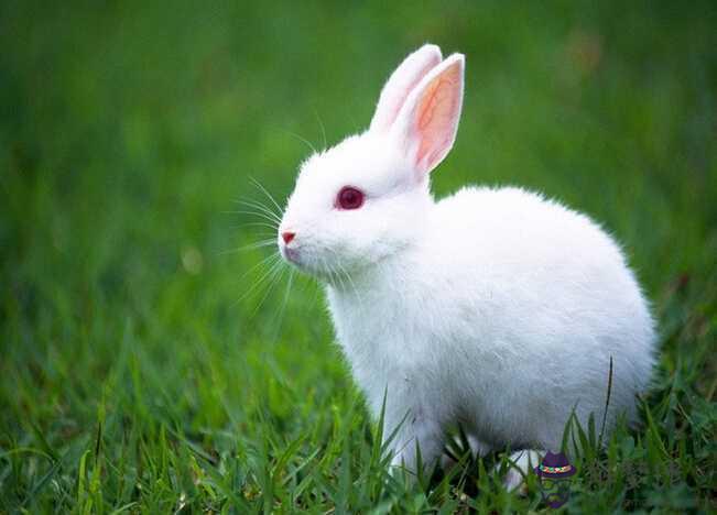 63年屬兔是什麼命：十二星座屬兔的63年出生農歷二月初二是什麼星座？