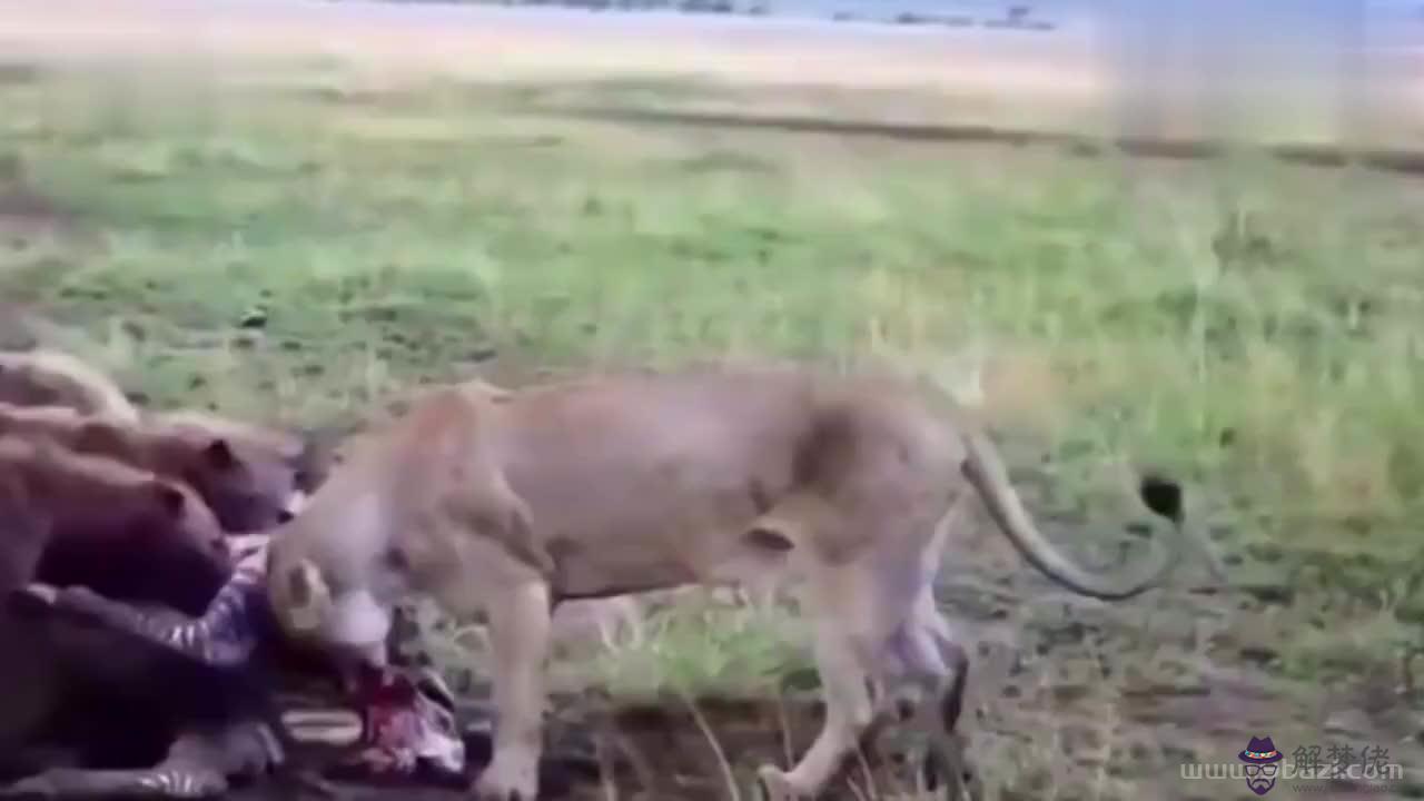 動物世界鬣狗活吃獅子視頻，2022 動物世界獅子大戰鬣狗