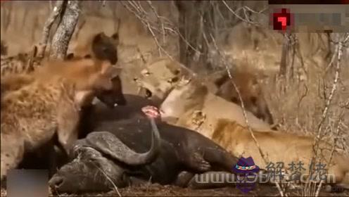 動物世界鬣狗活吃獅子視頻，2022 動物世界獅子大戰鬣狗