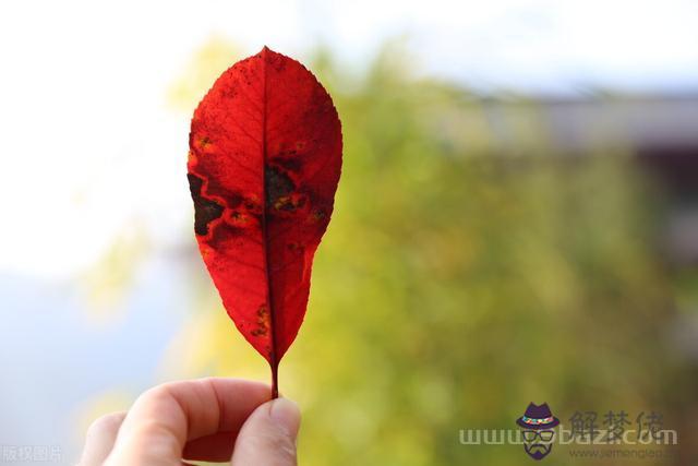 雙子星座指的是，中國詩歌雙子座