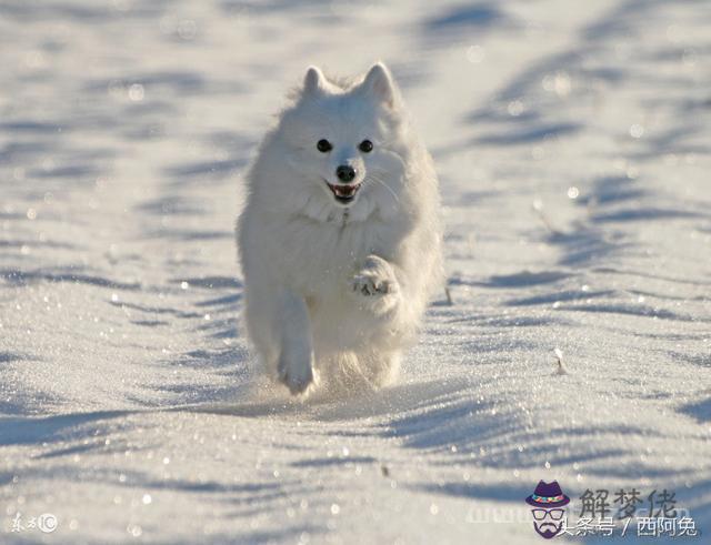 獅子座沉默代表什麼，讓獅子男沉默的女人