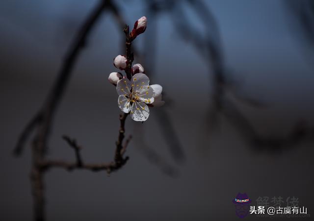 算命說花樹是杏樹什麼意思