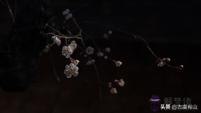 算命說花樹是杏樹什麼意思