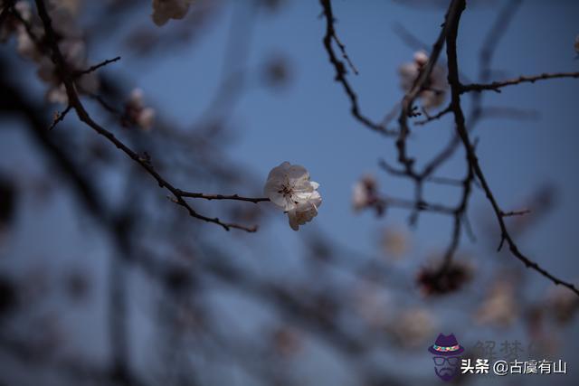 算命說花樹是杏樹什麼意思