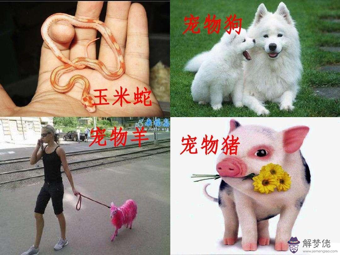 男91羊女95豬，91男羊和95豬女姻緣