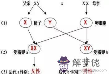 八字子女頭胎性別一致