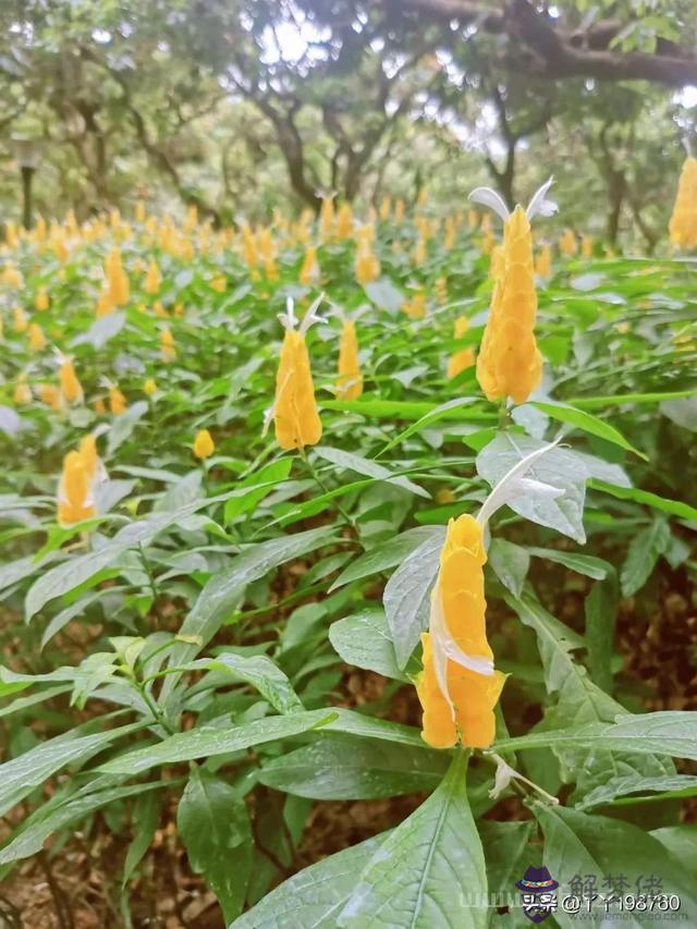 獅子座男和水瓶女在一起合適嗎，水瓶跟獅子座配嗎