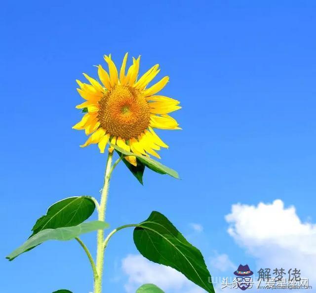 射手男和你交心，射手座喜歡一個人的表現
