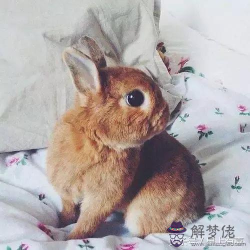 八字看適合養的寵物