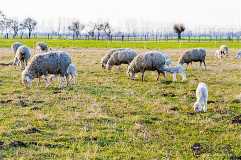 屬羊人43歲79一難 1979屬羊2021最危險的一個月