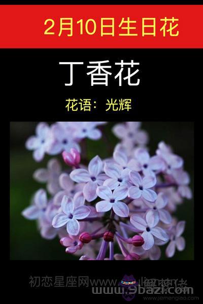 2月10日生日花：丁香花