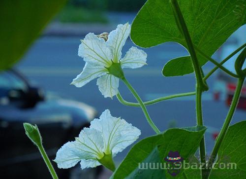 1月12日生日花：葫蘆花