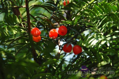 1月13日生日花：西洋紅豆杉