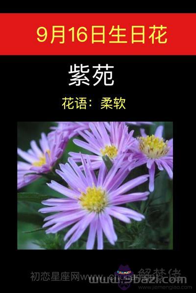 9月16日生日花：紫苑
