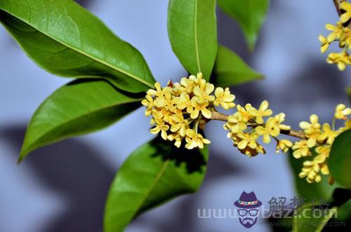 2月1日生日花：月桂樹