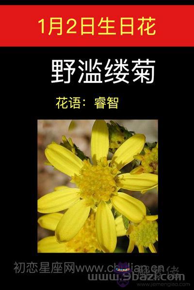 1月2日生日花:野濫縷菊 1月2日生日花:野濫縷菊