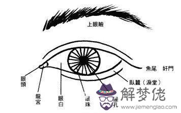 眼神、眼形、眼部面相圖解 眼神、眼形、眼部面相圖解