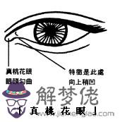 眼神、眼形、眼部面相圖解 眼神、眼形、眼部面相圖解