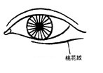 眼神、眼形、眼部面相圖解 眼神、眼形、眼部面相圖解