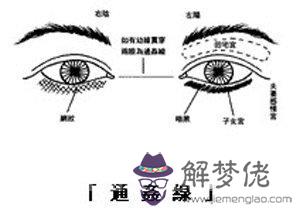 眼神、眼形、眼部面相圖解 眼神、眼形、眼部面相圖解