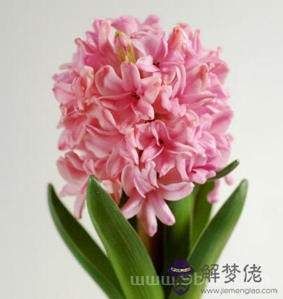 生日花語·十一月