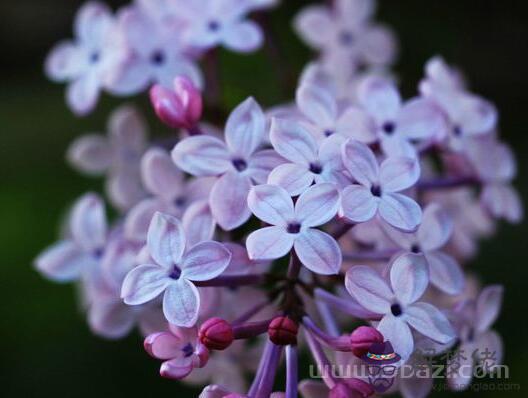 二月十日生日花:丁香花(Mezereon) 生日花語·二月
