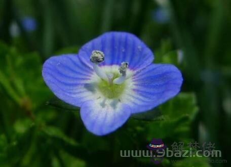 二月十九日生日花:原野婆婆納(Field Speedwell) 生日花語·二月
